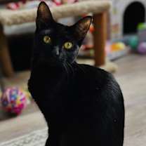 Thumbnail photo of Stella #2