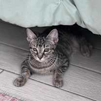 Thumbnail photo of Allegra #2