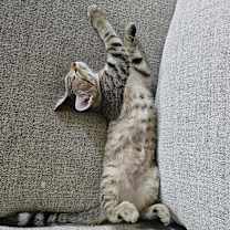 Thumbnail photo of Iris #1