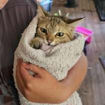 Thumbnail photo of Iris #3