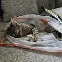 Thumbnail photo of Iris #4