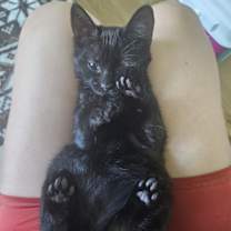 Thumbnail photo of Frodo 2 #1