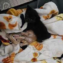 Thumbnail photo of Frodo 2 #2