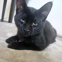 Thumbnail photo of Frodo 2 #3