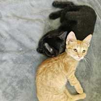 Thumbnail photo of Frodo 2 #4