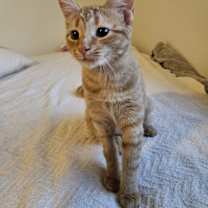 Thumbnail photo of Samwise #1