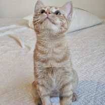 Thumbnail photo of Samwise #3