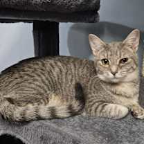 Thumbnail photo of Cardamom #1