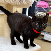 Thumbnail photo of BlackJack #1