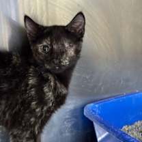 Thumbnail photo of Belle #1