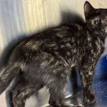 Thumbnail photo of Belle #2