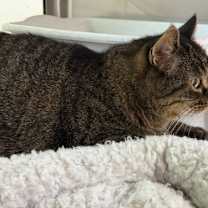 Thumbnail photo of Wallis #3