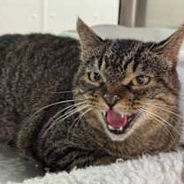 Thumbnail photo of Wallis #4