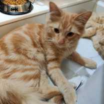 Thumbnail photo of Griffin #1