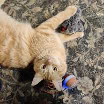 Thumbnail photo of Griffin #3