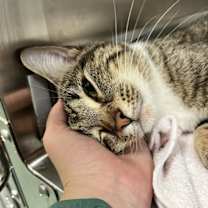 Thumbnail photo of Tatum #2