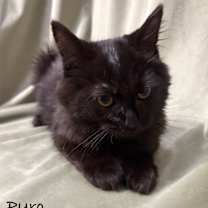 Thumbnail photo of Pyro #2