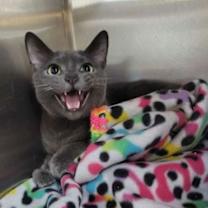 Thumbnail photo of Ultra #2