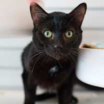 Thumbnail photo of Demas #1