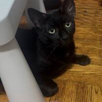 Thumbnail photo of Demas #2