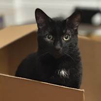 Thumbnail photo of Demas #3