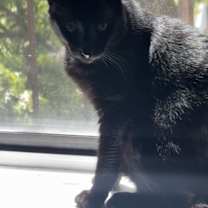 Thumbnail photo of Demas #4