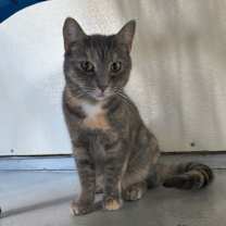 Thumbnail photo of Willow Woo #1