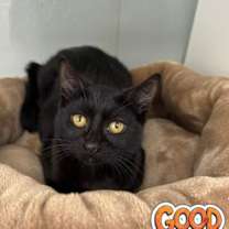 Thumbnail photo of Perseus #3