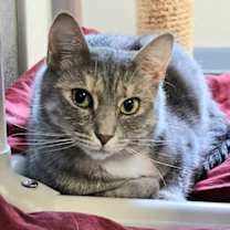 Thumbnail photo of Willow Woo #2