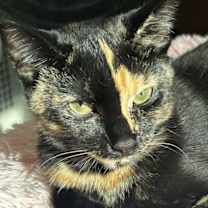 Thumbnail photo of Maya #1