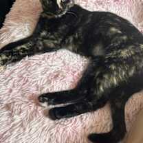 Thumbnail photo of Maya #2