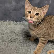 Thumbnail photo of Koopa #1