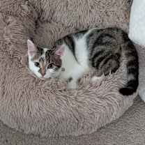 Thumbnail photo of Ranger #3