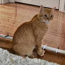 Thumbnail photo of Colby Jack #1