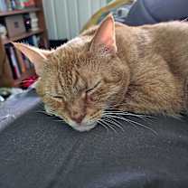 Thumbnail photo of Colby Jack #2