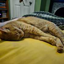 Thumbnail photo of Colby Jack #3