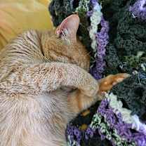 Thumbnail photo of Colby Jack #4