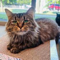 Thumbnail photo of Peony (Cat Cafe) #1