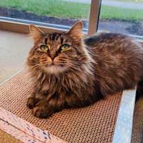 Thumbnail photo of Peony (Cat Cafe) #2