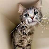 Thumbnail photo of Peony (Cat Cafe) #3