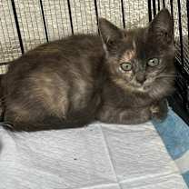 Thumbnail photo of Lucille #2