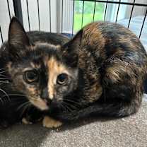 Thumbnail photo of Harper #1