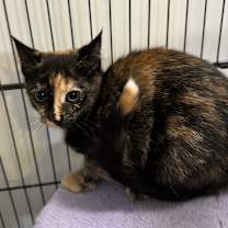 Thumbnail photo of Harper #3