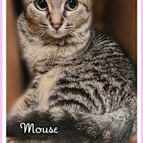 Thumbnail photo of Mouse #1