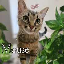 Thumbnail photo of Mouse #2