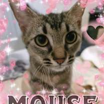 Thumbnail photo of Mouse #3
