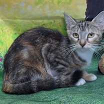 Thumbnail photo of 251152  Mia #1