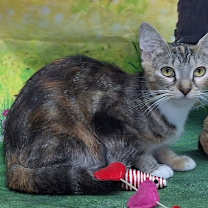 Thumbnail photo of 251152  Mia #2