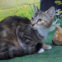 Thumbnail photo of 251152  Mia #3