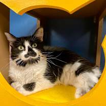 adopt a pet